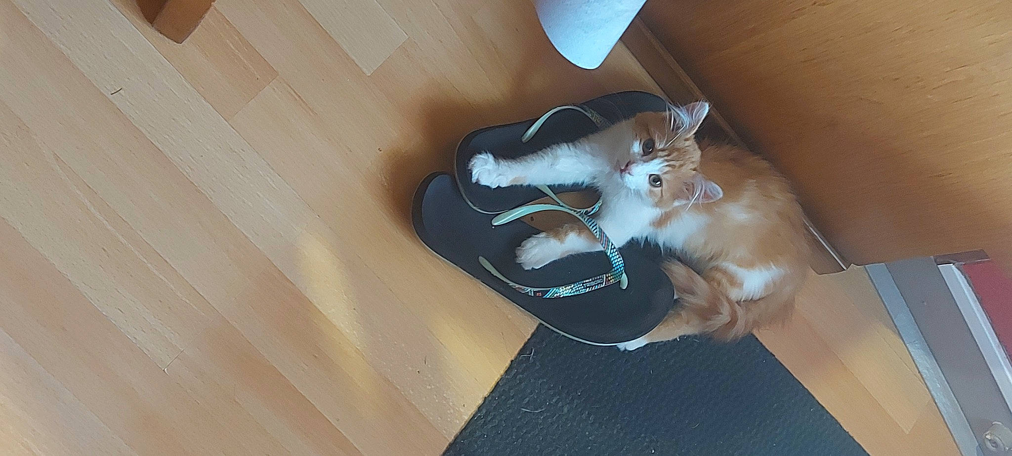 Zora a rejoint le concours — aidez-le/la à gagner de superbes lots ! box, carnivore, cat, comfort, companion_dog, domestic_short_haired_cat, electric_blue, fawn, felidae, floor, flooring, foot, fur, hardwood, human_leg, small_to_medium_sized_cats, tail, walking_shoe, whiskers, wood