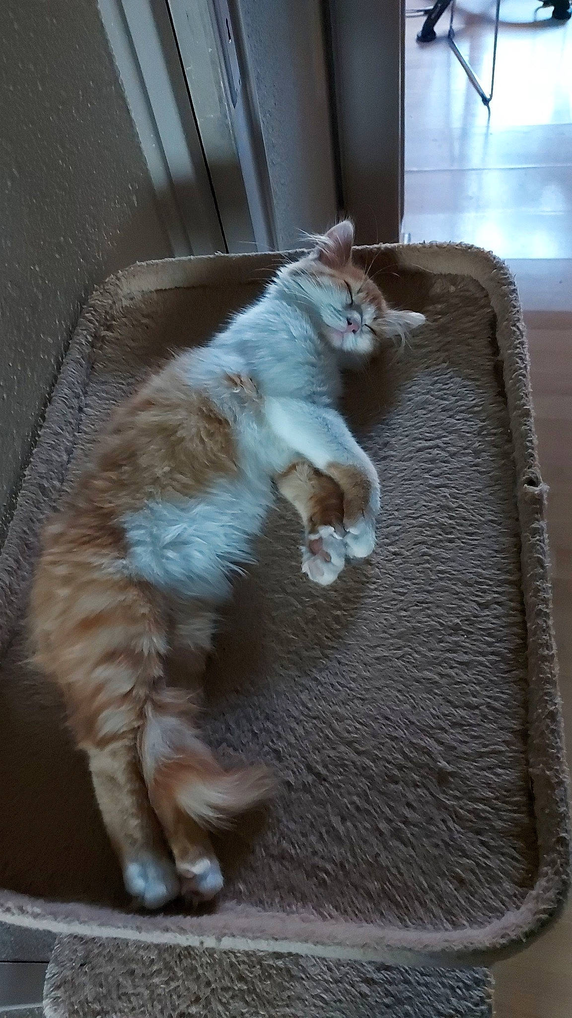 Zora a rejoint le concours — aidez-le/la à gagner de superbes lots ! box, carnivore, cat, cat_supply, claw, comfort, domestic_short_haired_cat, fawn, felidae, flooring, fur, hardwood, mat, paw, small_to_medium_sized_cats, snout, tail, whiskers, wood