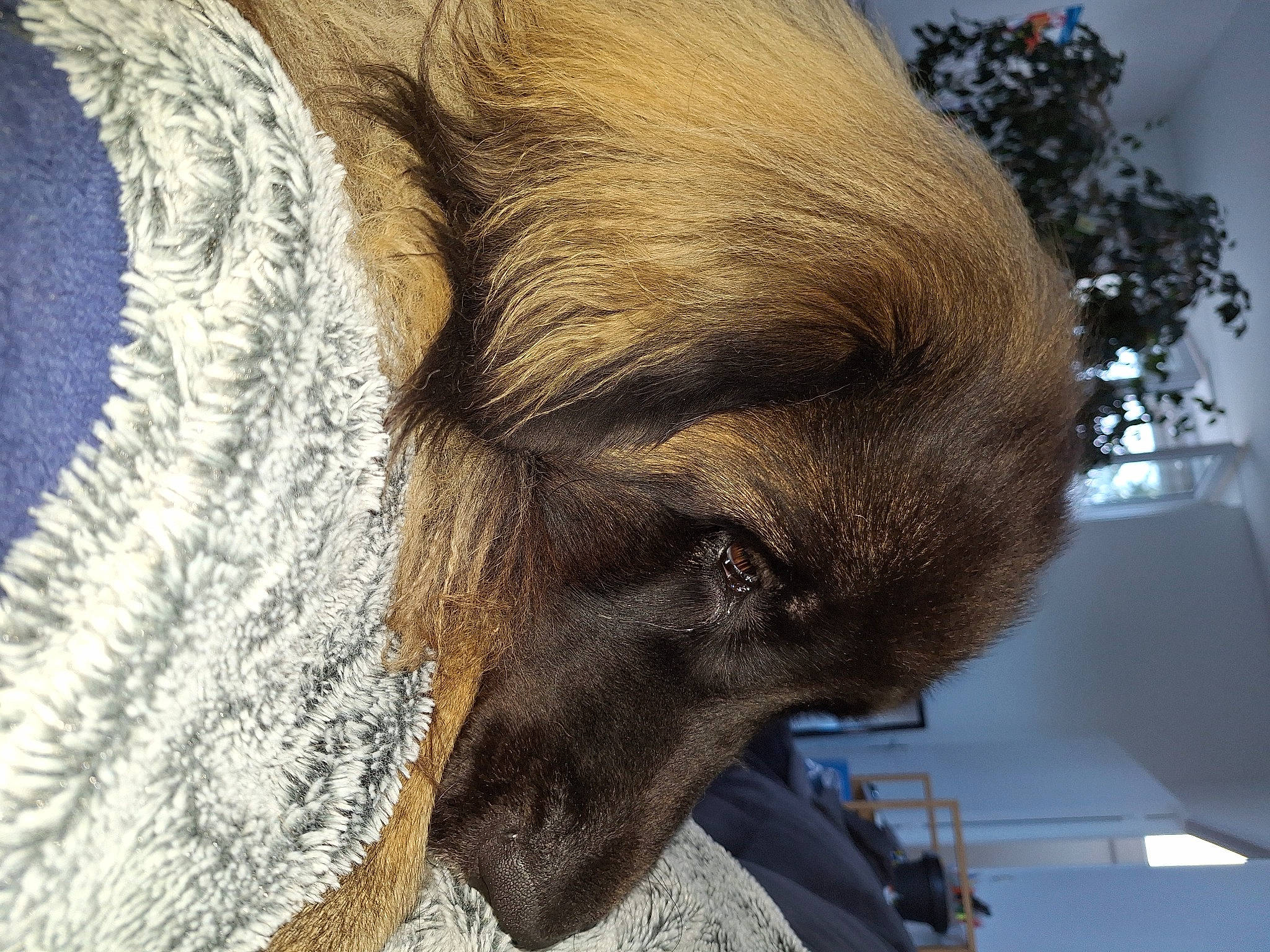 Sansa participe au concours pour gagner de l'argent avec cette photo : canidae, carnivore, comfort, companion_dog, dog, dog_breed, ear, eye, fawn, fur, jaw, linens, liver, pet_supply, snout, sporting_group, terrestrial_animal, whiskers, working_animal, wrinkle