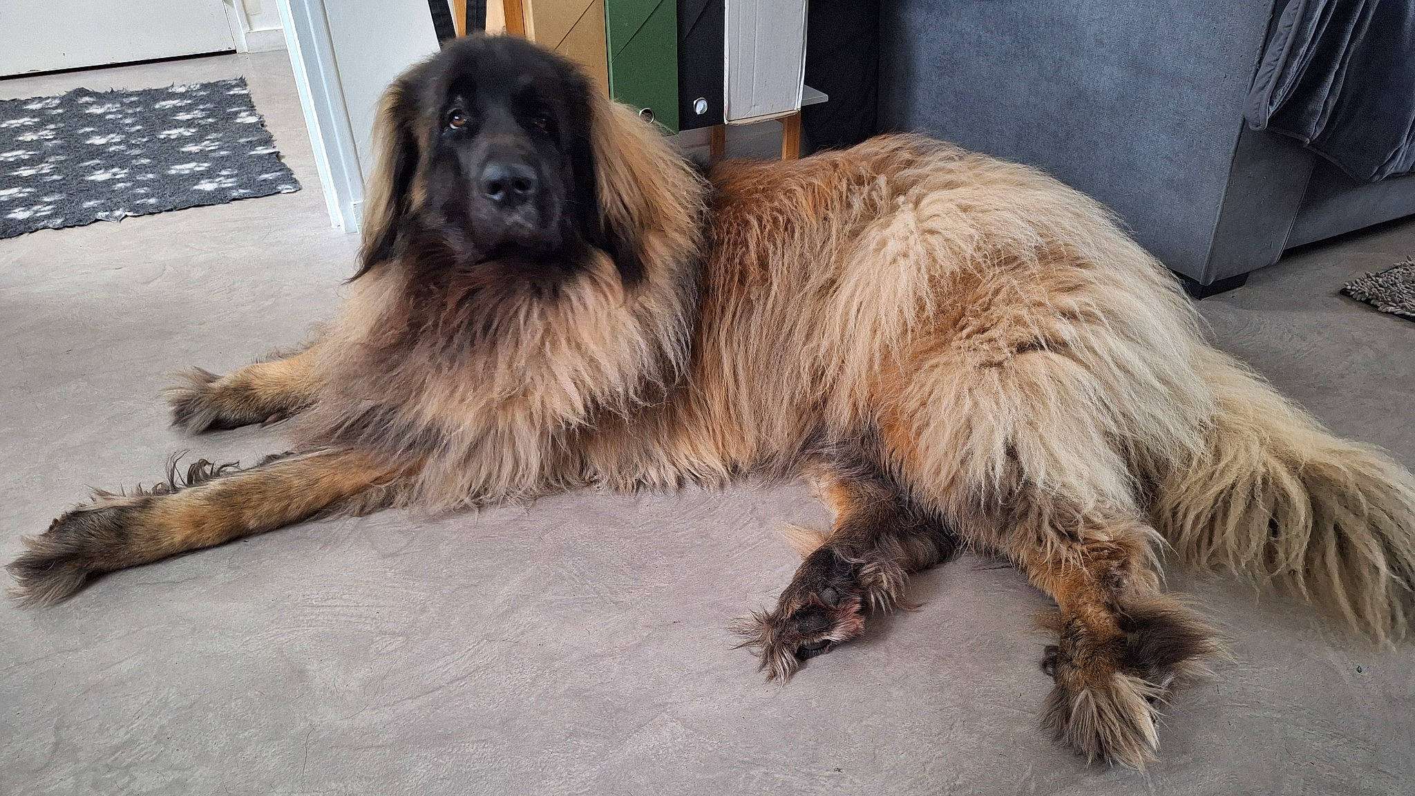 Sansa a rejoint le concours — aidez-le/la à gagner de superbes lots ! ancient_dog_breeds, canidae, carnivore, companion_dog, dog, dog_breed, fur, gaddi_kutta, giant_dog_breed, liver, metal, sporting_group, tail, terrestrial_animal, working_animal, working_dog