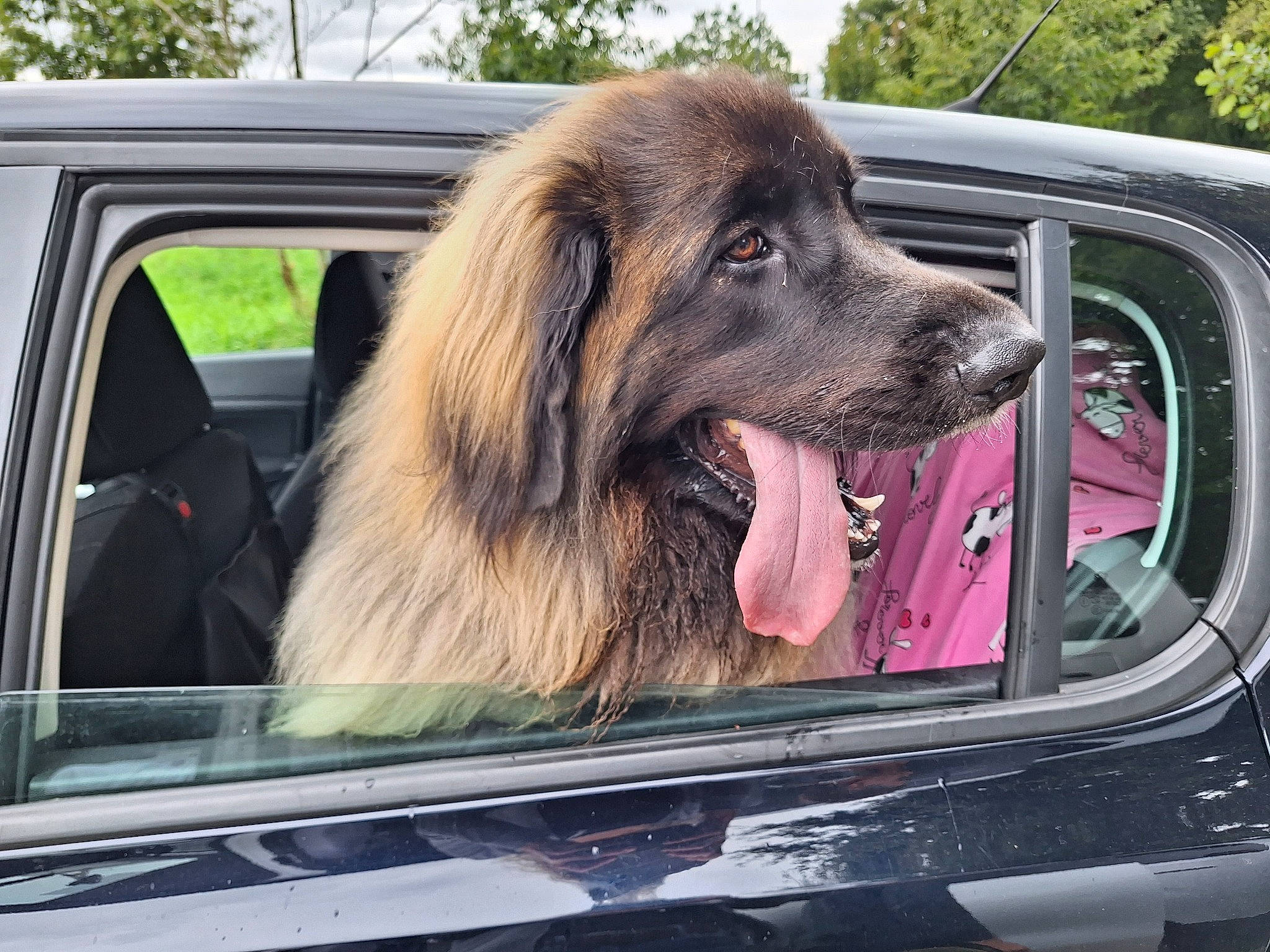 Sansa a rejoint le concours — aidez-le/la à gagner de superbes lots ! auto_part, automotive_design, automotive_exterior, automotive_lighting, automotive_mirror, car, carnivore, companion_dog, dog, dog_breed, family_car, mode_of_transport, motor_vehicle, personal_luxury_car, snout, tints_and_shades, vehicle, vehicle_door, windscreen_wiper, windshield