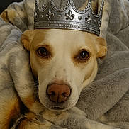 Chopper joined the competition — help win amazing prizes! dog, crown, blanket, fur, pet, portrait, indoor, cozy, closeup, animal, canine, brown_eyes, wrapped, soft_texture, relaxed, cute, domestic_animal, face, headwear, resting
