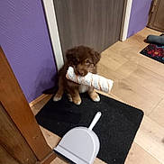 Zachary participe au concours pour gagner de l'argent avec cette photo : puppy, dog, brown_fur, paint_roller_cover, black_mat, wooden_floor, dustpan, door, purple_wall, home_interior, pet, cute, sitting, indoor, floor_mat, toy, animal, young_dog, domestic, curious
