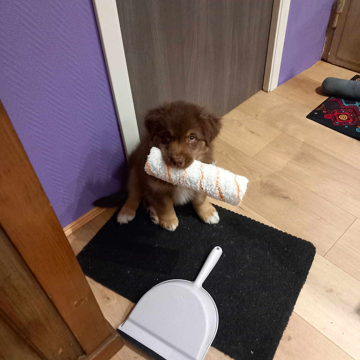 Zachary participe au concours pour gagner de l'argent avec cette photo : animal, black_mat, brown_fur, curious, cute, dog, domestic, door, dustpan, floor_mat, home_interior, indoor, paint_roller_cover, pet, puppy, purple_wall, sitting, toy, wooden_floor, young_dog