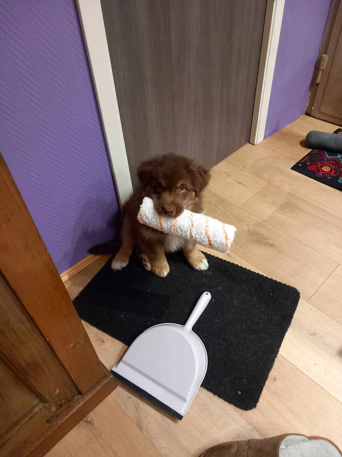Zachary participe au concours pour gagner de l'argent avec cette photo : puppy, dog, brown_fur, paint_roller_cover, black_mat, wooden_floor, dustpan, door, purple_wall, home_interior, pet, cute, sitting, indoor, floor_mat, toy, animal, young_dog, domestic, curious