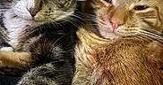 Dogg is registered to the contest to win money with this photo: cat, tabby_cat, ginger_cat, feline, pets, close_up, snuggling, fur, whiskers, ears, eyes, domestic_animal, cute, animal_portrait, two_cats, companionship, relaxing, indoor, friendship, cozy