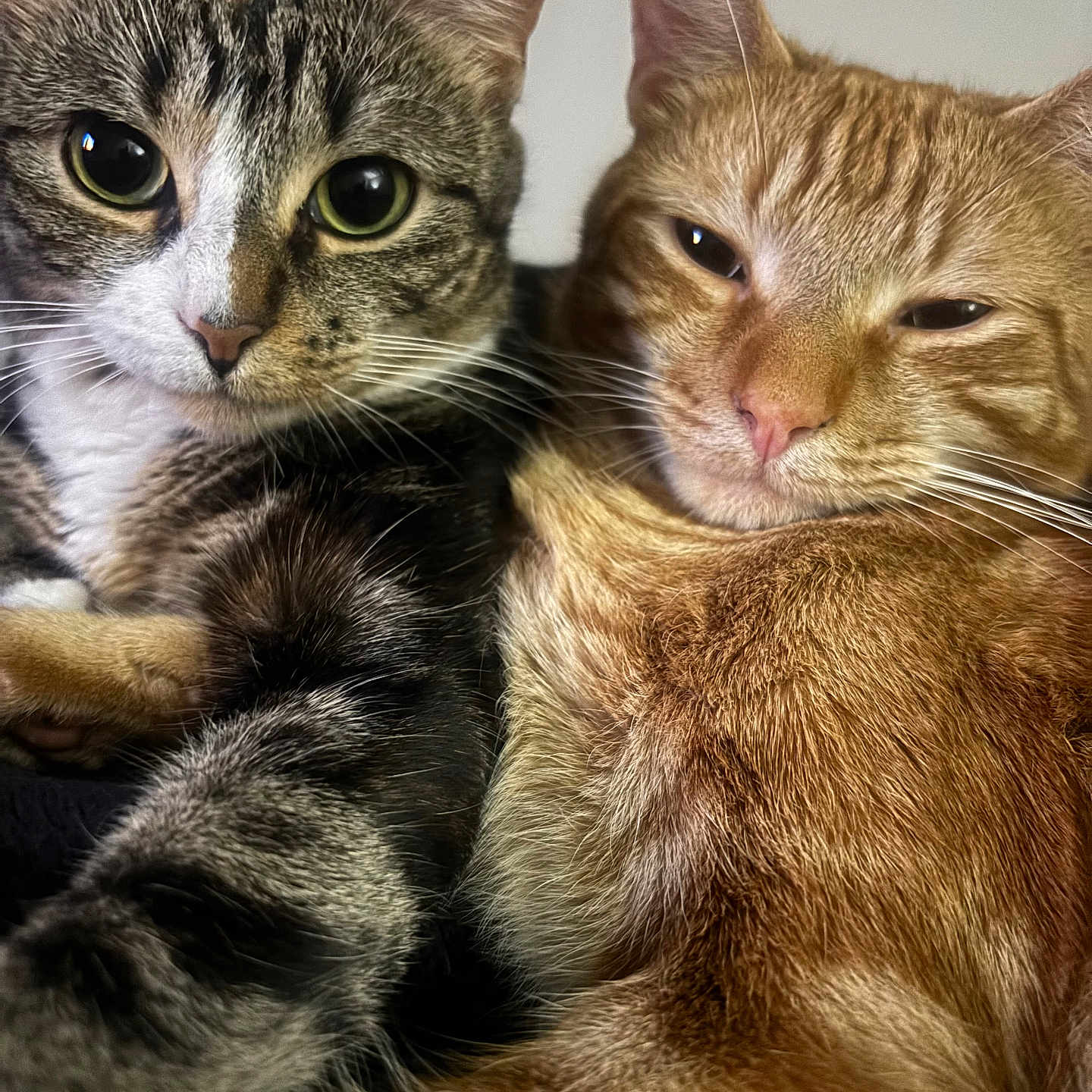 Dogg is registered to the contest to win money with this photo: cat, tabby_cat, ginger_cat, feline, pets, close_up, snuggling, fur, whiskers, ears, eyes, domestic_animal, cute, animal_portrait, two_cats, companionship, relaxing, indoor, friendship, cozy