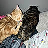 Dogg joined the competition — help win amazing prizes! cat, cats, orange_cat, tabby_cat, licking, snuggling, sleeping, pet, feline, animal, cute, cozy, blanket, pillow, indoor, resting, fur, striped, domestic_cat, companion