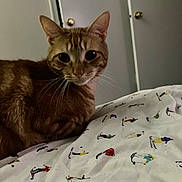 Dogg joined the competition — help win amazing prizes! cat, ginger_cat, bed, blanket, pattern, indoor, door, furniture, curious, animal, pet, whiskers, ears, fur, resting, cozy, room, cute, tabby, domestic_cat