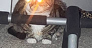 Dogg joined the competition — help win amazing prizes! animal, carpet, cat, closeup, crouching, cute, domestic, ears, exercise_equipment, feline, flash, floor, glowing_eyes, household, indoor, metal, paw, pet, tabby, whiskers