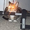 cat, tabby, animal, pet, carpet, indoor, exercise_equipment, metal, floor, paw, whiskers, ears, feline, glowing_eyes, flash, closeup, crouching, household, domestic, cute