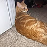 Dogg joined the competition — help win amazing prizes! cat, orange_tabby, carpet, indoor, door, pet, animal, feline, domestic, fur, whiskers, resting, two_cats, low_light, household, floor, side_view, relaxed, companion, shadow