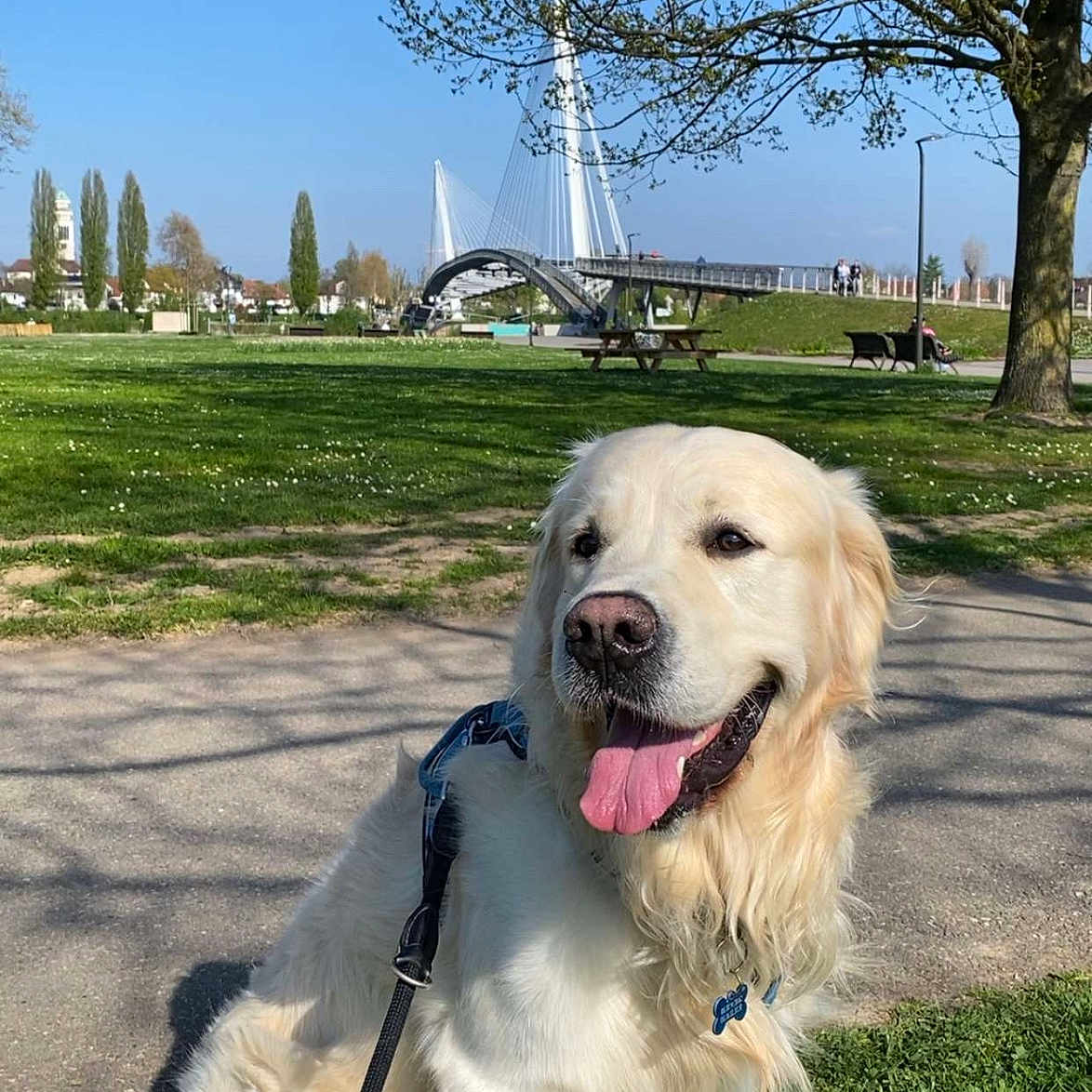 Shirô participe au concours pour gagner de l'argent avec cette photo : dog, golden_retriever, grass, park, leash, tree, bridge, sunny, blue_sky, pet, happy, outdoor, nature, canine, animal, walking, daytime, tongue_out, sitting, mammal