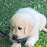 Shirô a rejoint le concours — aidez-le/la à gagner de superbes lots ! puppy, dog, golden_retriever, grass, outdoor, leaf, greenery, playful, chewing, cute, young, animal, pet, nature, fur, canine, closeup, leash, adorable, resting