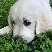 Shirô a rejoint le concours — aidez-le/la à gagner de superbes lots ! puppy, dog, white_fur, grass, clover, outdoor, nature, pet, animal, cute, close_up, sniffing, greenery, young_dog, soft_fur, leash, summer, daylight, resting, curious