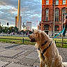 dog, golden_retriever, leash, sidewalk, city, urban, building, tower, sunset, street, grass, person, pedestrian, architecture, sky, clouds, traffic_light, pole, walking, outdoor