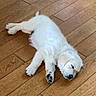 puppy, dog, sleeping, white, wooden_floor, toy, plush_toy, indoor, flooring, resting, pet, cute, animal, young_dog, domestic_animal, calm, relaxing, fur, small_toy, sleep