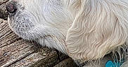 Shirô participe au concours pour gagner de l'argent avec cette photo : dog, white_fur, resting, outdoor, wood, green_leaves, paw, close_up, pet, calm, fluffy, canine, sleeping, nature, collar, tag, animal, fur, relaxation, quiet