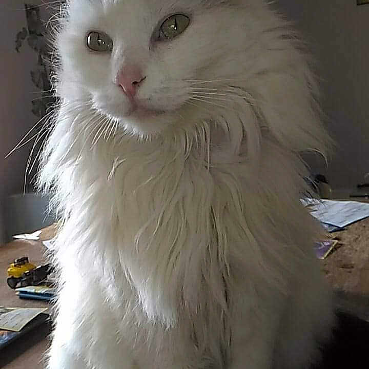 Filou