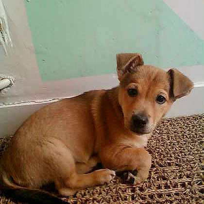 Balou