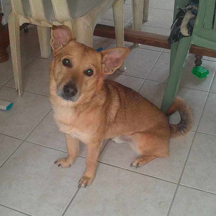 Balou
