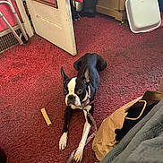 Summer joined the competition — help win amazing prizes! alert, animal, black_and_white, boot, boston_terrier, carpet, collar, dog, door, ears, floor, fur, house, indoor, leash, paper_bag, paws, pet, red_carpet, resting