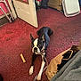 alert, animal, black_and_white, boot, boston_terrier, carpet, collar, dog, door, ears, floor, fur, house, indoor, leash, paper_bag, paws, pet, red_carpet, resting