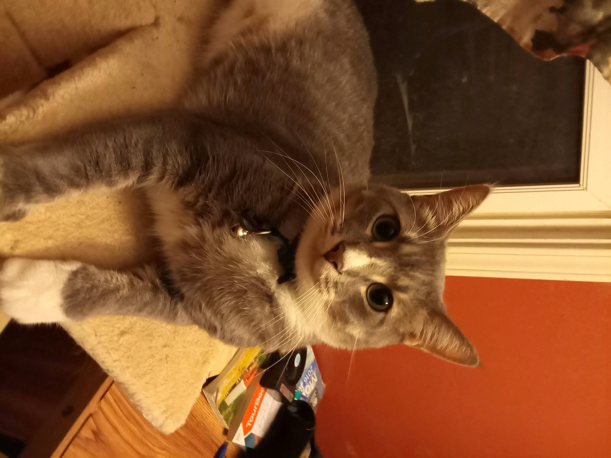 Jolene joined the competition — help win amazing prizes! carnivore, cat, claw, domestic_short_haired_cat, ear, fawn, felidae, fur, paw, small_to_medium_sized_cats, snout, tail, terrestrial_animal, vertebrate, whiskers