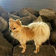 Charlie joined the competition — help win amazing prizes! dog, small_dog, pomeranian, fluffy, rocks, water, night, outdoor, animal, pet, tail, fur, city_lights, landscape, standing, nature, mammal, canine, quiet, scenic