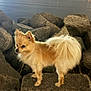 dog, small_dog, pomeranian, fluffy, rocks, water, night, outdoor, animal, pet, tail, fur, city_lights, landscape, standing, nature, mammal, canine, quiet, scenic