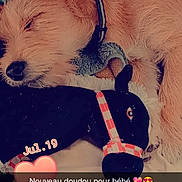 Roxy participe au concours pour gagner de l'argent avec cette photo : dog, sleeping, stuffed_toy, black_toy, collar, cute, resting, animal, pet, fur, ears, closed_eyes, soft_light, fabric, indoor, cuddle, comfort, toy_horse, nap, calm
