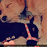 dog, sleeping, stuffed_toy, black_toy, collar, cute, resting, animal, pet, fur, ears, closed_eyes, soft_light, fabric, indoor, cuddle, comfort, toy_horse, nap, calm