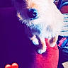 dog, pet, couch, indoor, cute, scruffy, small_dog, red_couch, looking_up, fur, animal, companion, home, social_media, emoji, heart, text_overlay, cozy, portrait, curious