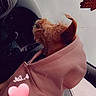 Roxy a rejoint le concours — aidez-le/la à gagner de superbes lots ! dog, pet, hoodie, car, window, pink, animal, inside, cute, clothing, seat, dashboard, looking_out, vehicle, casual, cozy, small_dog, fur, ears, travel