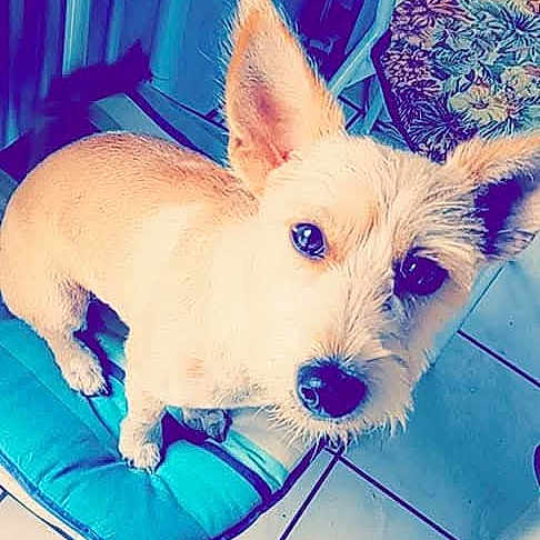 Roxy