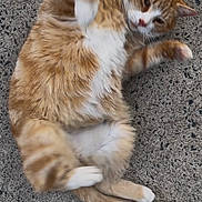 Denzel is registered to the contest to win money with this photo: cat, orange_cat, white_fur, fluffy, pet, animal, rolling, playful, outdoor, concrete, paw, tail, fur, cute, mammal, whiskers, ears, relaxed, domestic_cat, feline