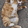 cat, orange_cat, white_fur, fluffy, pet, animal, rolling, playful, outdoor, concrete, paw, tail, fur, cute, mammal, whiskers, ears, relaxed, domestic_cat, feline