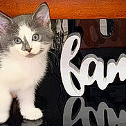 Nina The Kitten is registered to the contest to win money with this photo: adorable, animal, black_surface, blue_eyes, cat, cute, decor, domestic, family_sign, feline, fur, gray, indoor, kitten, pet, reflection, small, white, wood, young