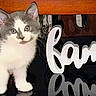 adorable, animal, black_surface, blue_eyes, cat, cute, decor, domestic, family_sign, feline, fur, gray, indoor, kitten, pet, reflection, small, white, wood, young