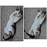 animal, brown, cat, curious, cute, domestic, feline, floor, indoor, looking_up, lying_down, paw, pet, playful, portrait, relaxed, side_by_side, tail, texture, white