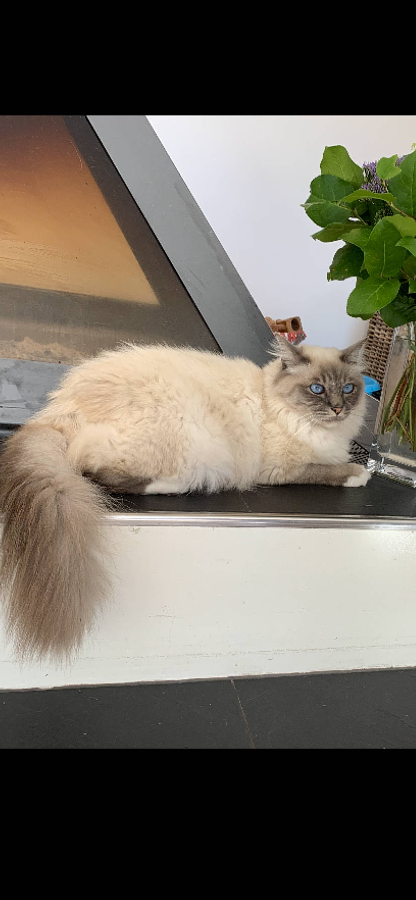 Roméo a rejoint le concours — aidez-le/la à gagner de superbes lots ! carnivore, cat, claw, comfort, domestic_short_haired_cat, fawn, felidae, fur, glass, paw, plant, small_to_medium_sized_cats, snout, tail, whiskers, window, windshield, wood