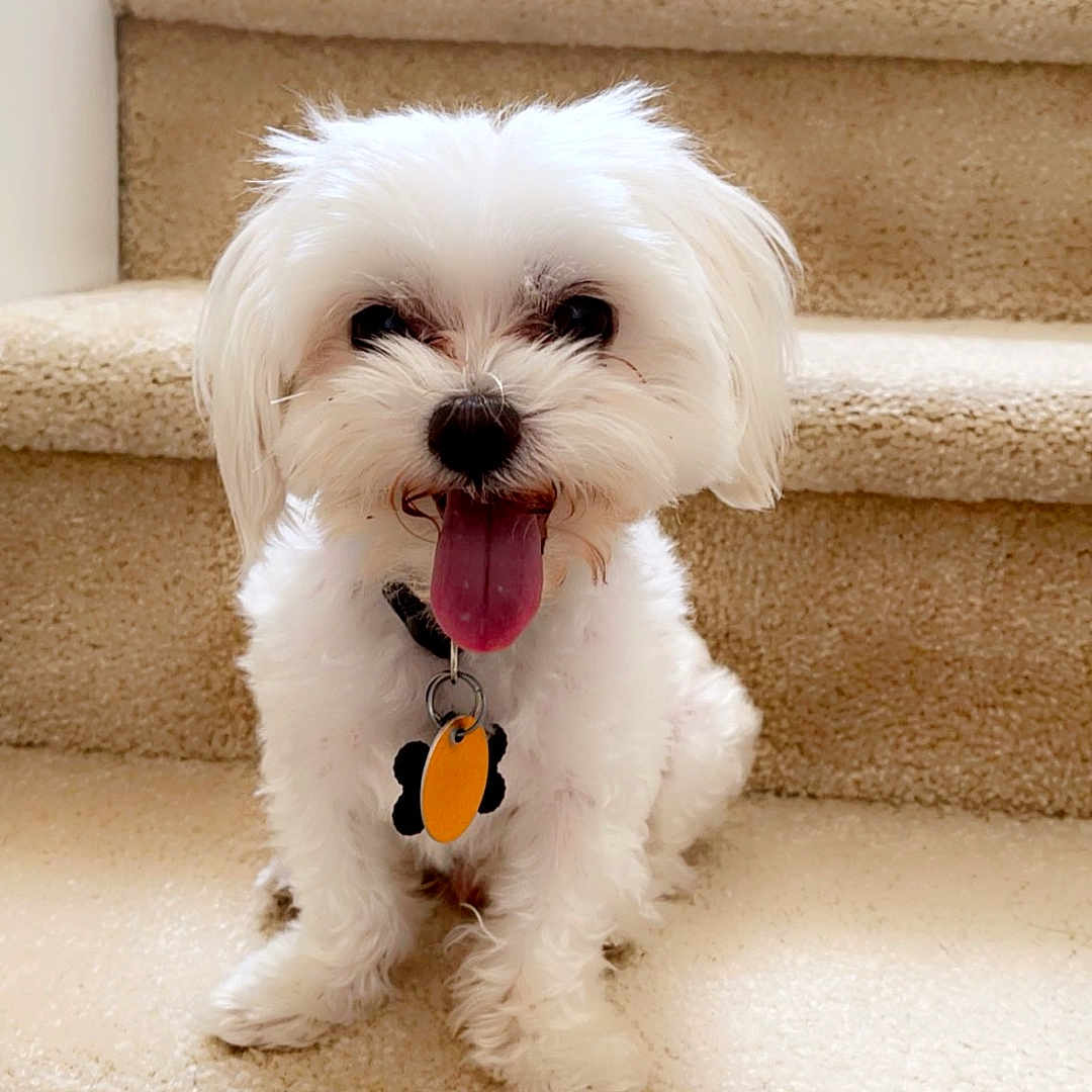 Koko joined the competition — help win amazing prizes! animal, carpet, collar, cute, dog, face, fluffy, friendly, fur, happy, indoor, paw, pet, portrait, sitting, small_dog, stairs, tag, tongue_out, white_dog