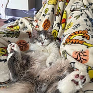 Spider is registered to the contest to win money with this photo: cat, sleeping, fluffy, gray, white, paws, blanket, patterned_blanket, indoor, cozy, relaxed, feline, cute, pet, resting, animal, soft, comfort, fur, closeup