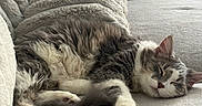 Spider is registered to the contest to win money with this photo: cat, sleeping, fluffy, couch, pillow, cozy, indoor, pet, relaxed, fur, whiskers, paw, home, resting, cute, animal, domestic, soft, comfortable, tabby