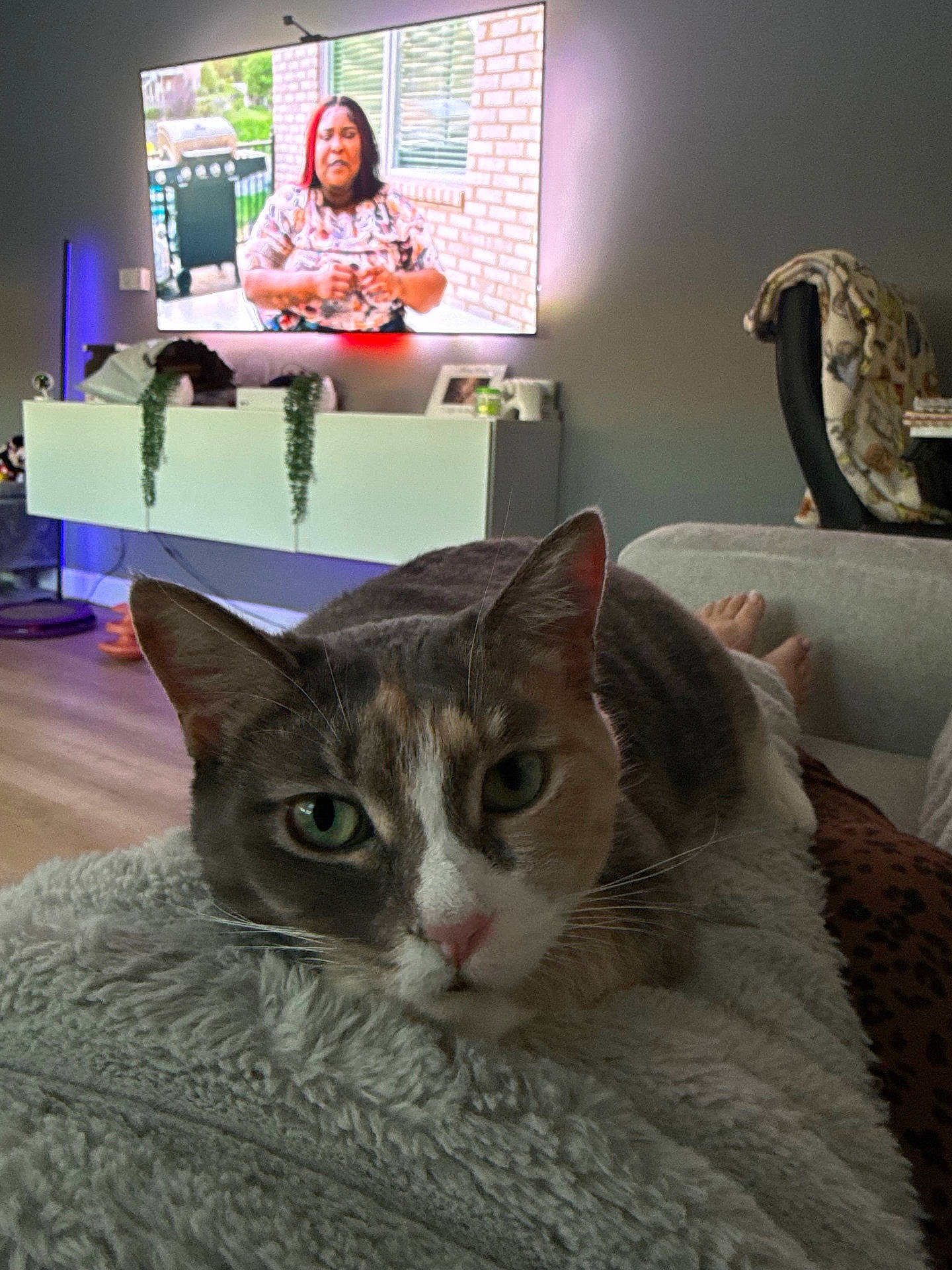 Chanel joined the competition — help win amazing prizes! blanket, cat, couch, cozy, curious, feet, fluffy, furniture, green_eyes, home_decor, indoor, lighting, living_room, modern_interior, patterned_blanket, person_on_tv, plant, relaxing, television, wooden_floor