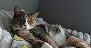 Chanel is registered to the contest to win money with this photo: cat, calico_cat, pet, animal, feline, blanket, soft_texture, indoor, cozy, resting, paw, pink_paw_pads, sleepy, fur, relaxed, bed, cushion, domestic_cat, cute, comfort