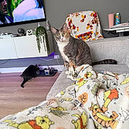 Chanel is registered to the contest to win money with this photo: cat, couch, blanket, winnie_the_pooh, living_room, television, plant, water_bowl, floor, chair, table, drink_cup, wall, indoor, pet, feline, cozy, domestic, curious, animal