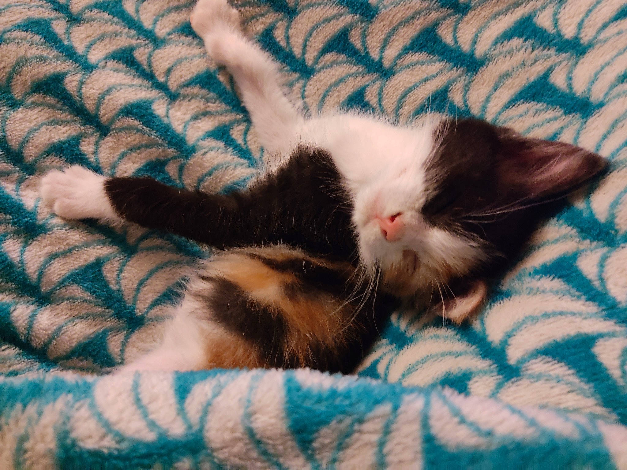 Kaya a rejoint le concours — aidez-le/la à gagner de superbes lots ! blue, carnivore, cat, claw, cloud, comfort, domestic_short_haired_cat, felidae, foot, fur, human_leg, linens, pattern, paw, small_to_medium_sized_cats, snout, tail, textile, vertebrate, whiskers