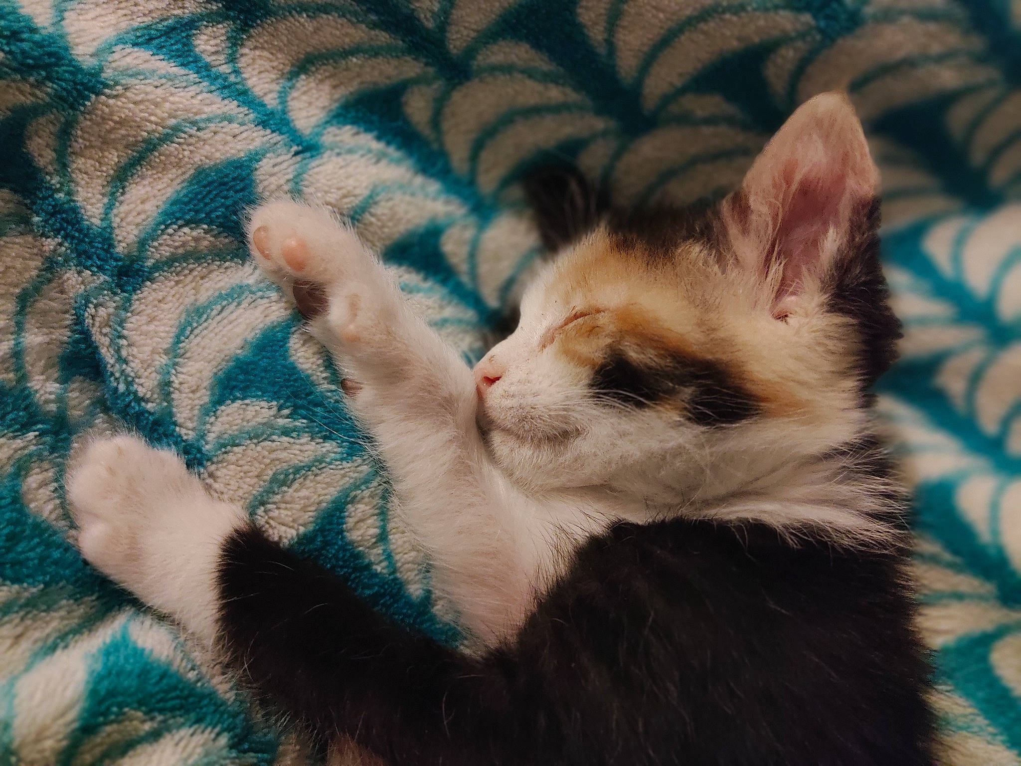 Kaya a rejoint le concours — aidez-le/la à gagner de superbes lots ! blue, carnivore, cat, claw, comfort, domestic_short_haired_cat, fawn, felidae, fur, gesture, linens, paw, plant, small_to_medium_sized_cats, snout, tail, tree, vertebrate, whiskers, window