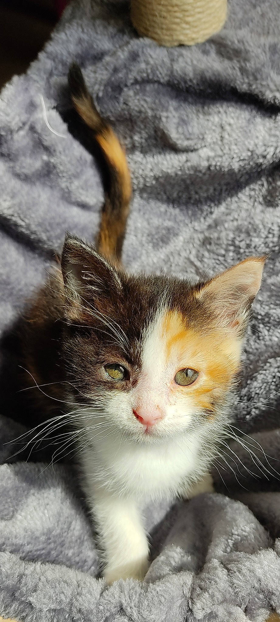 Kaya participe au concours pour gagner de l'argent avec cette photo : carnivore, cat, close_up, domestic_short_haired_cat, eye, felidae, fur, grass, hair, head, paw, photography, small_to_medium_sized_cats, snout, tail, terrestrial_animal, tree, whiskers, wildlife, window